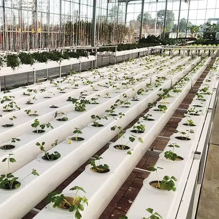 Hydroponic Nft Channel - أنظمة زراعة مائية تجارية بأنابيب NFT،
