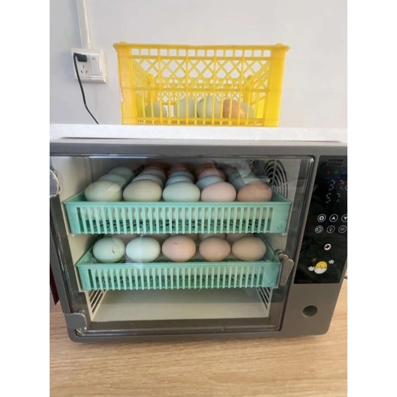حاضنة بيض أوتوماتيكية بالكامل  - مراجعة Quail Egg Incubator وسعره