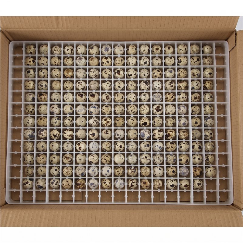 4 قطع صينية بيض السمان 221، صي - مراجعة Quail Egg Incubator وسعره