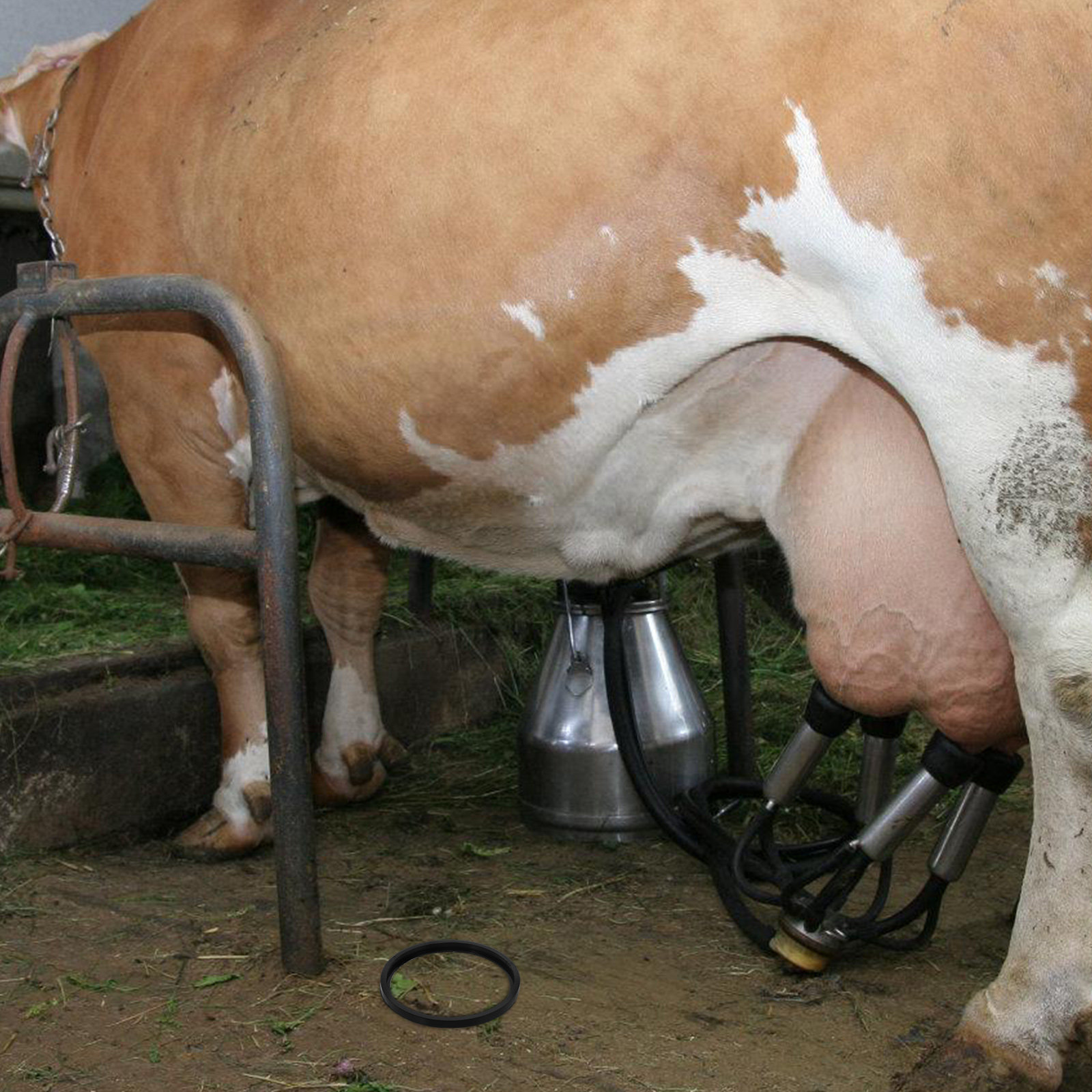 حلقة إحكام قابلة للاستبدال لغط - مراجعة Milking Machine وسعره