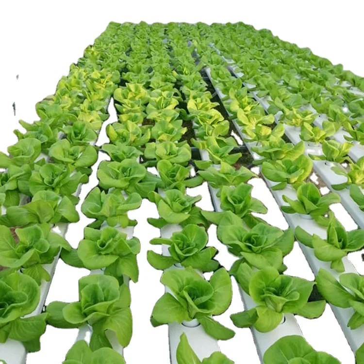 تصنيع إنتاج نظام الزراعة المائ - مراجعة Hydroponic Nft Channel وسعره