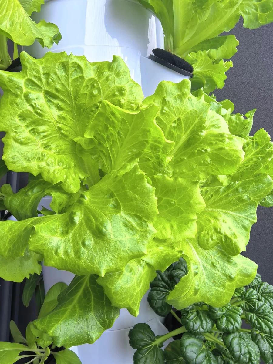 نظام زراعة عمودي جديد للزراعة  - مراجعة Hydroponic Nft Channel وسعره