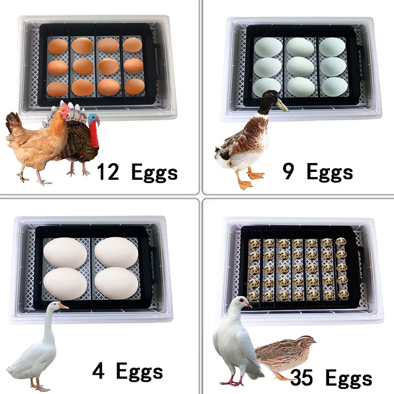 التلقائي HHD أفضل الرقمية 12 آ - مراجعة Quail Egg Incubator وسعره