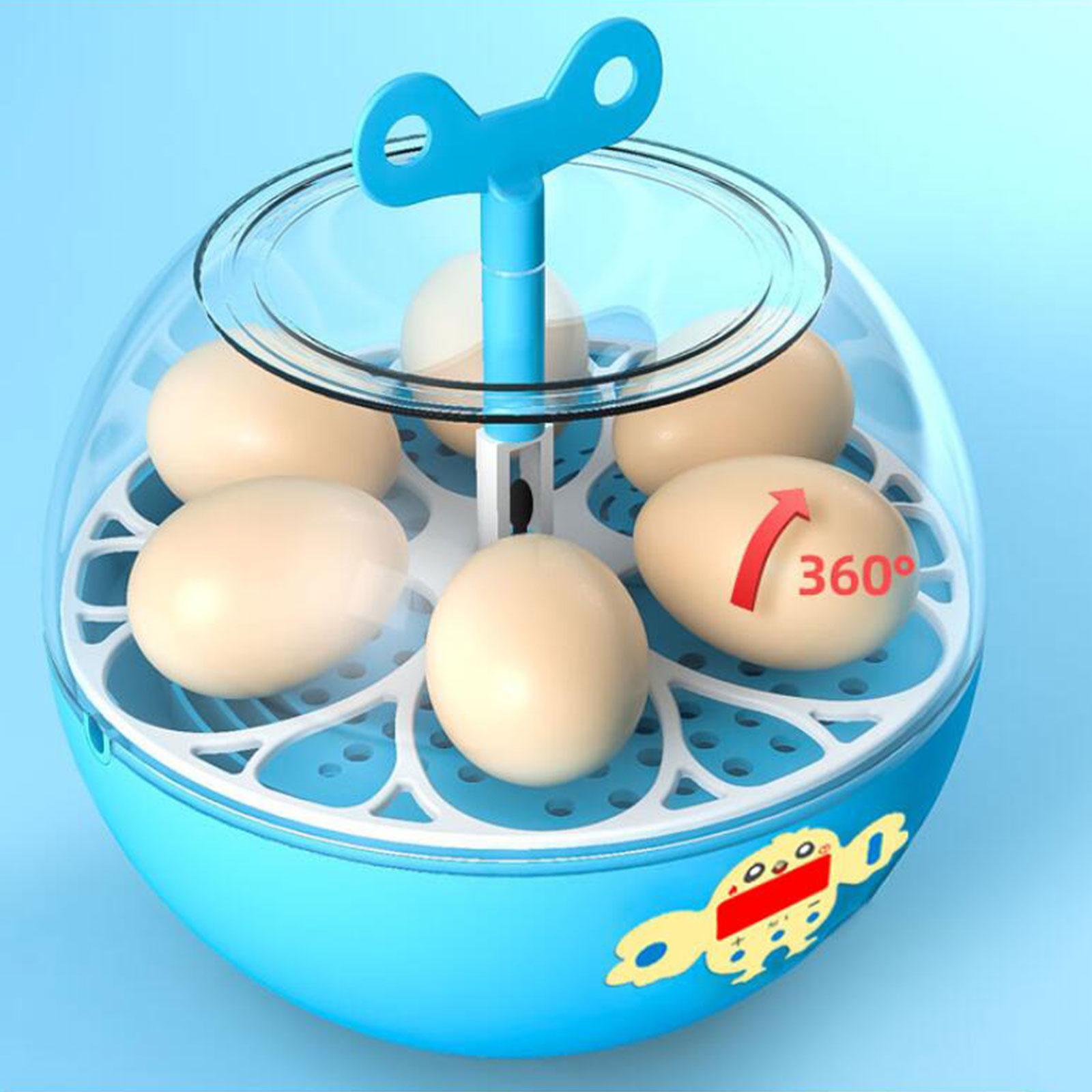 حاضنة بيض صغيرة شفافة لـ 6 بيض - مراجعة Quail Egg Incubator وسعره